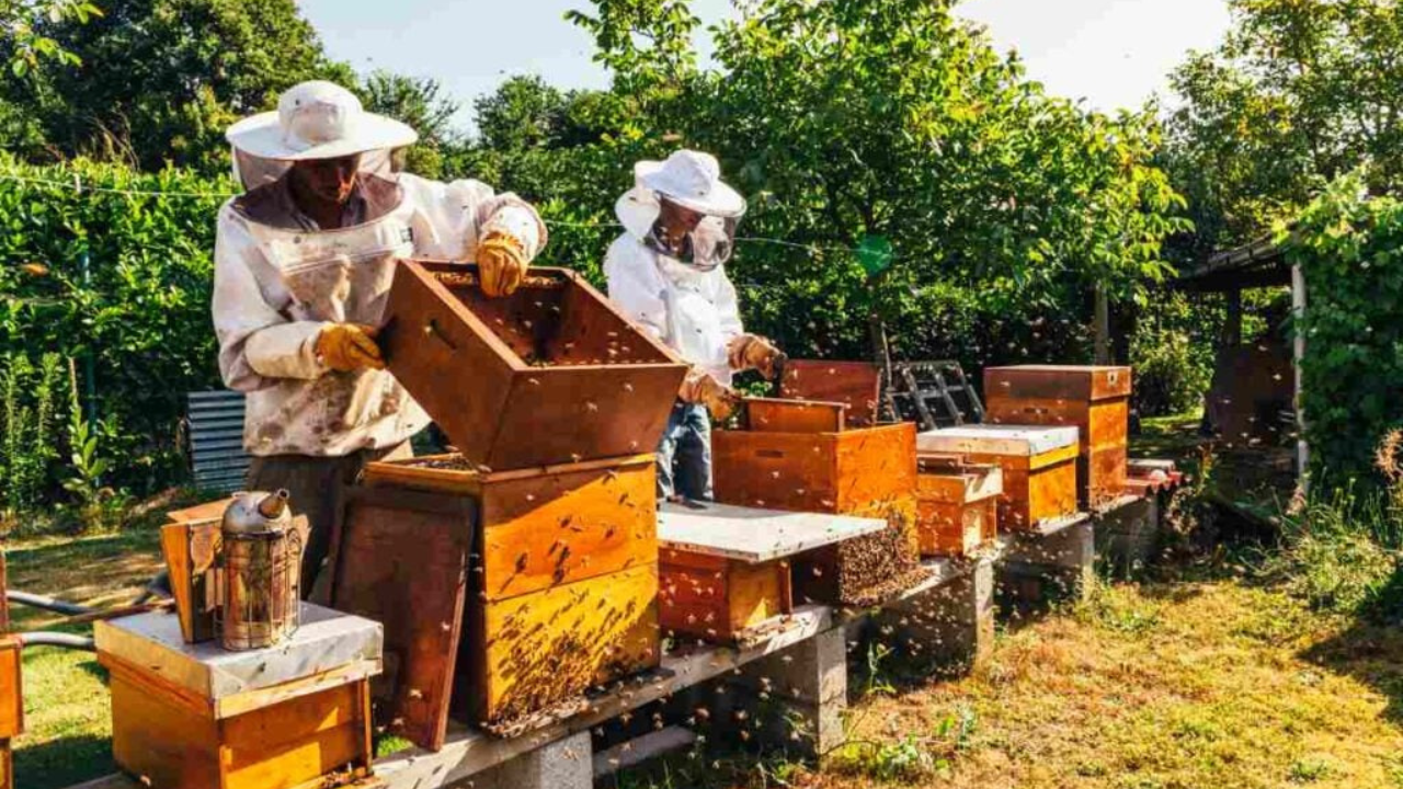 Do Beekeeper Suits Work