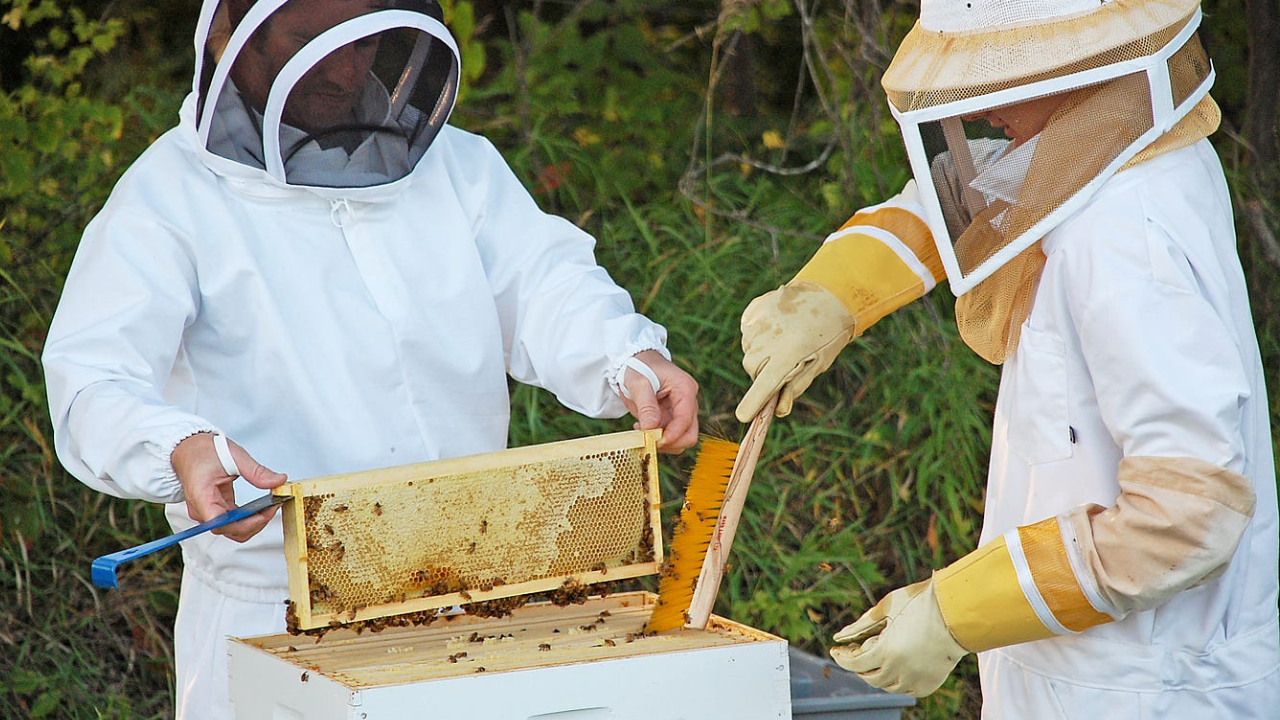 Why are beekeepers' suits are white?
