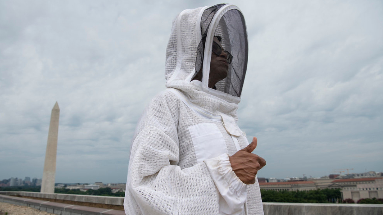 How Much Does a Quality Beekeeper Suit Cost?