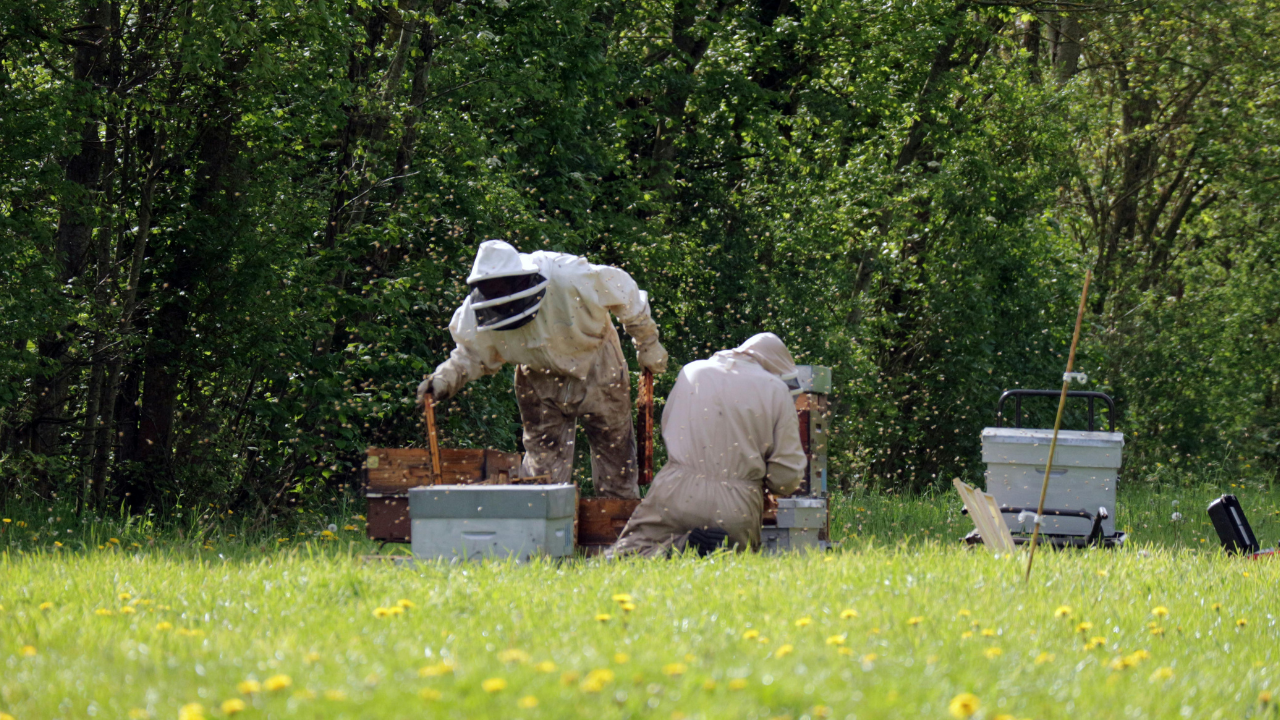Protective Gear Guide: Where to Buy the Perfect Beekeeper Suit