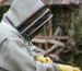 Why do beekeepers wear suits?